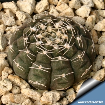 12997 cactus-art Cactus Art