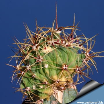 13292 cactus-art Cactus Art