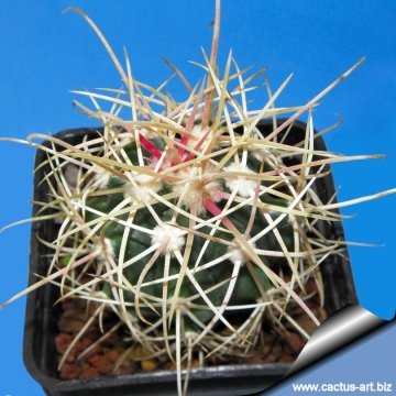 13368 cactus-art Cactus Art