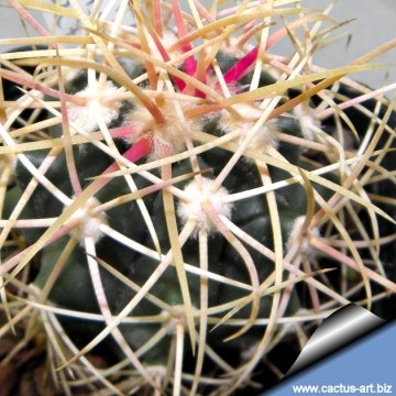 13370 cactus-art Cactus Art