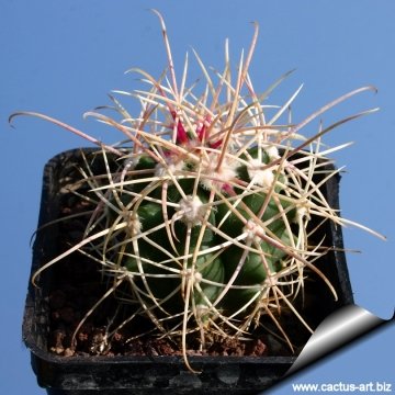 13371 cactus-art Cactus Art