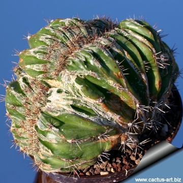 13800 cactus-art Cactus Art