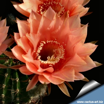 13880 cactus-art Cactus Art