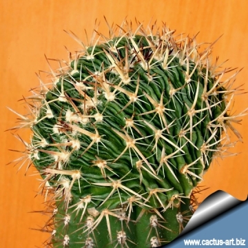 14002 cactus-art Cactus Art