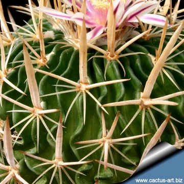 14007 cactus-art Cactus Art