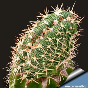 14066 cactus-art Cactus Art