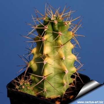 14097 cactus-art Cactus Art