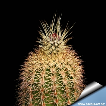 14122 cactus-art Cactus Art