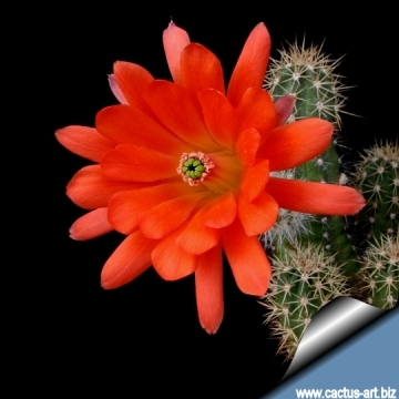 14132 cactus-art Cactus Art