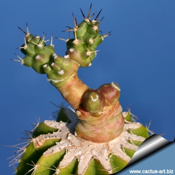 14208 cactus-art Cactus Art