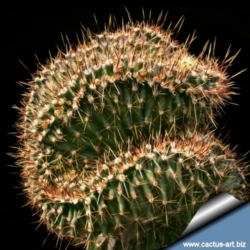 14229 cactus-art Cactus Art
