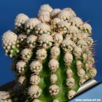 14258 cactus-art Cactus Art