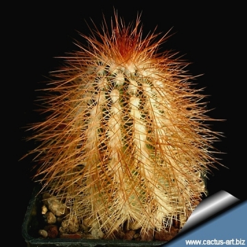 14400 cactus-art Cactus Art