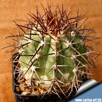 14696 cactus-art Cactus Art