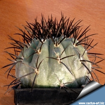 14698 cactus-art Cactus Art