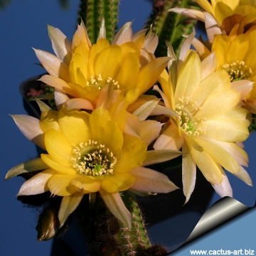 14869 cactus-art Cactus Art