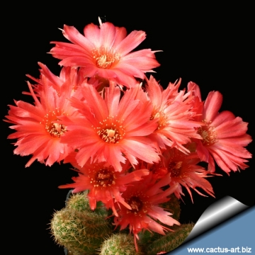 14911 cactus-art Cactus Art