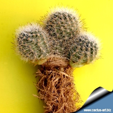 11241 cactus-art Cactus Art