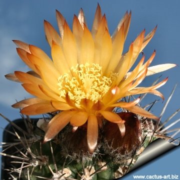 9487 cactus-art Cactus Art