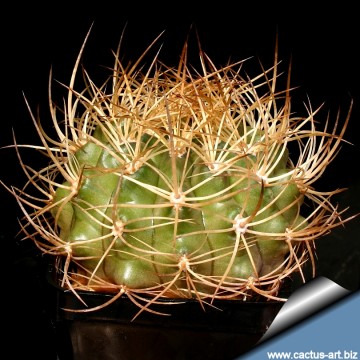 2145 cactus-art Cactus Art