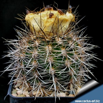 2184 cactus-art Cactus Art