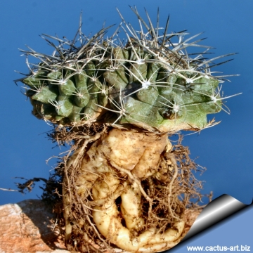 13622 cactus-art Cactus Art