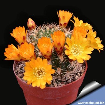 2090 cactus-art Cactus Art
