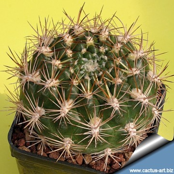 2091 cactus-art Cactus Art