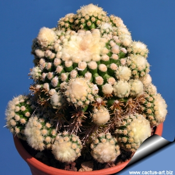 5048 cactus-art Cactus Art