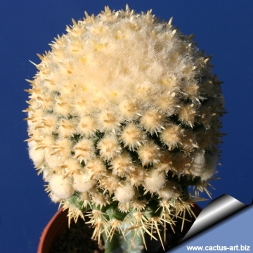 5050 cactus-art Cactus Art