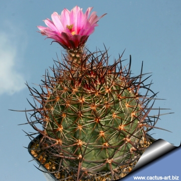 Echinocereus ferreirianus Cactus Cacti Succulent Real Live Plant 