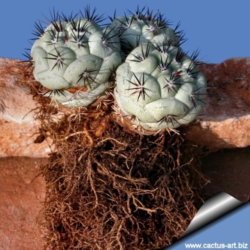 2043 cactus-art Cactus Art