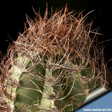 14981 cactus-art Cactus Art