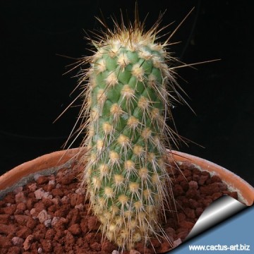 1230 cactus-art Cactus Art