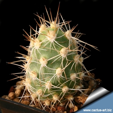 3994 cactus-art Cactus Art