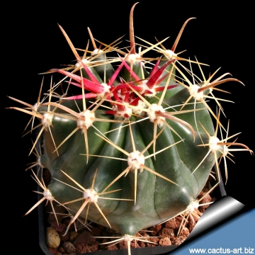 13304 cactus-art Cactus Art