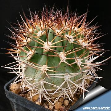 4 cactus-art Cactus Art