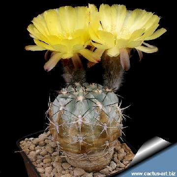 15 cactus-art Cactus Art