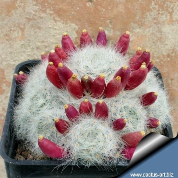 4521 cactus-art Cactus Art