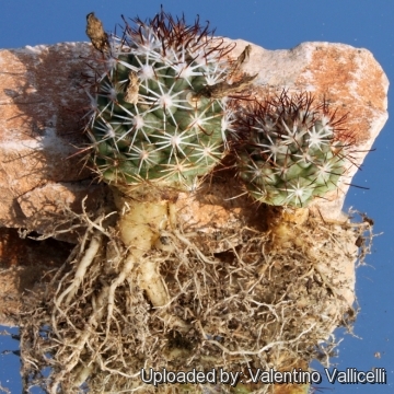 100+ Cactus Graines Mammillaria schumannii succulentes Fresh Seeds graines