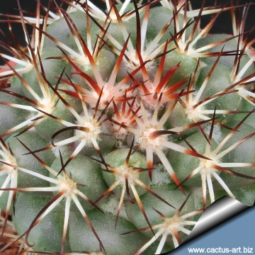 4300 cactus-art Cactus Art
