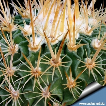 13961 cactus-art Cactus Art
