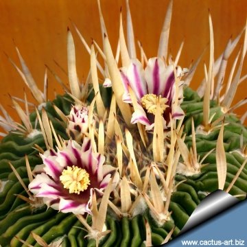 2907 cactus-art Cactus Art