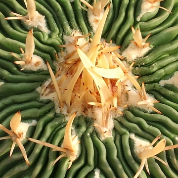 14059 cactus-art Cactus Art