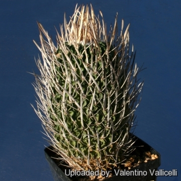 13980 valentino Valentino Vallicelli