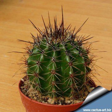 1339 cactus-art Cactus Art