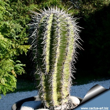 1341 cactus-art Cactus Art