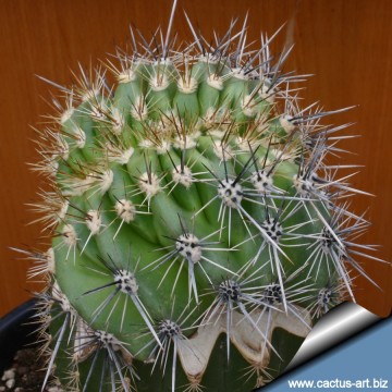 1349 cactus-art Cactus Art
