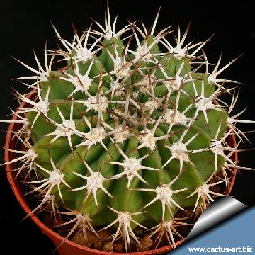 34 cactus-art Cactus Art