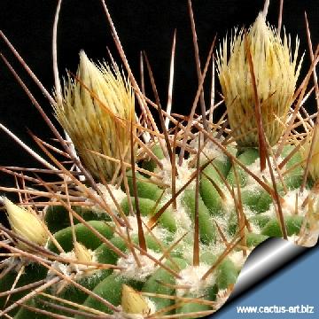 31 cactus-art Cactus Art